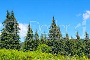 spruce forest on the hillside