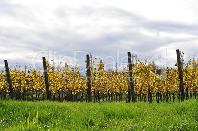 Vineyards in autumn