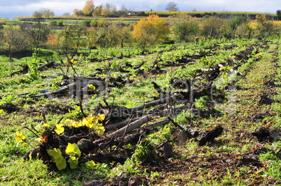 Vines have been grubbed up