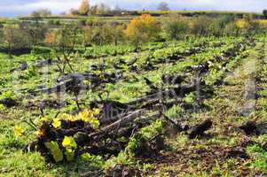 Vines have been grubbed up