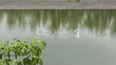 A tree branch on a background of water