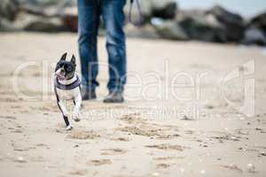 Mann mit Boston Terrier