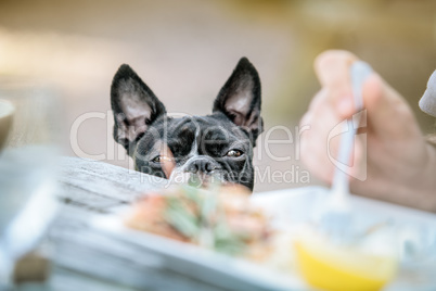 Boston Terrier in the Restaurant