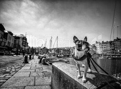 Boston Terrier at the port
