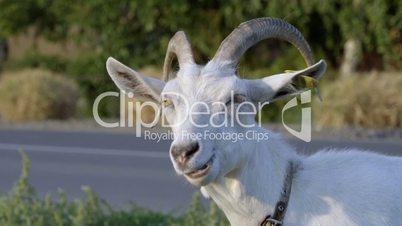 White goat chewing