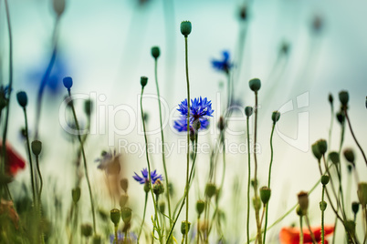 Feld mit Kornblumen