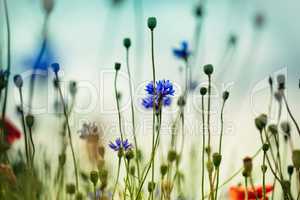 Feld mit Kornblumen