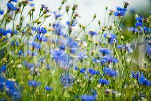 Feld mit Kornblumen