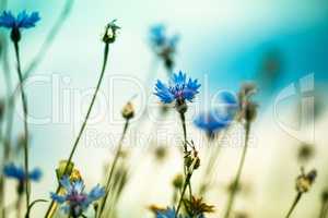 Feld mit Kornblumen