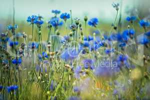 Feld mit Kornblumen