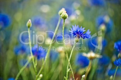 Feld mit Kornblumen