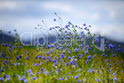 Feld mit Kornblumen