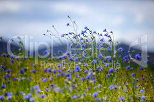 Feld mit Kornblumen