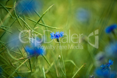 Feld mit Kornblumen