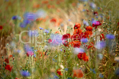 Mohnblumen und Kornblumen