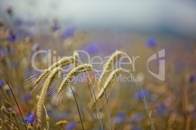 Weizen und Kornblumen