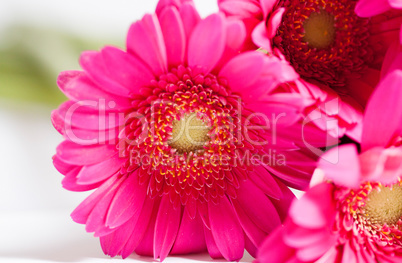 Gerbera