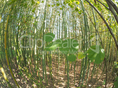 Bamboo tree