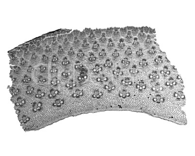 Black and white Bamboo stem micrograph