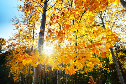 The maple trees in fall colors in Mezhigirya, in Novi Petrivtsi,