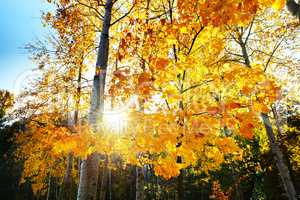 The maple trees in fall colors in Mezhigirya, in Novi Petrivtsi,