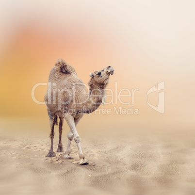 Single-Humped Camel