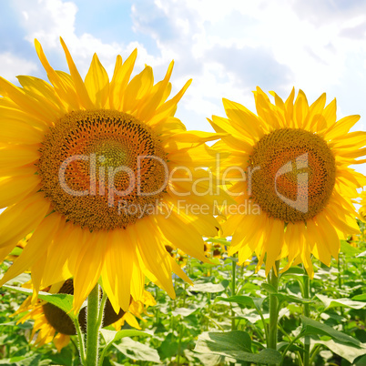 sunflowers on a background of blue sky