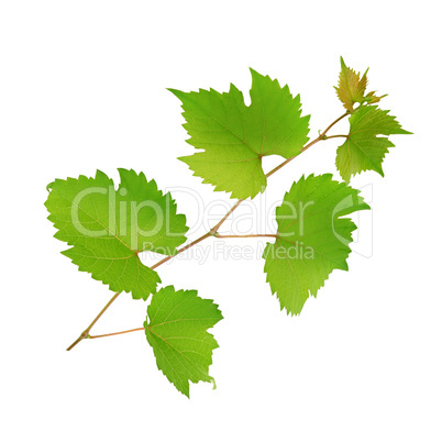vine and leaves isolated on white background