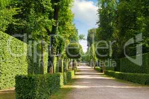 summer park with a beautiful avenue and footpaths