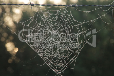 Spinnennetz mit Morgentau