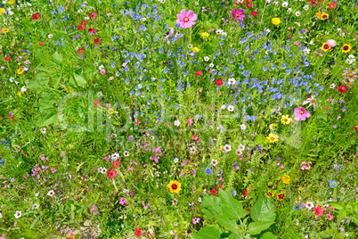 wild flowers on green meadow