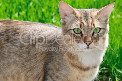 cat on a background of a green grass