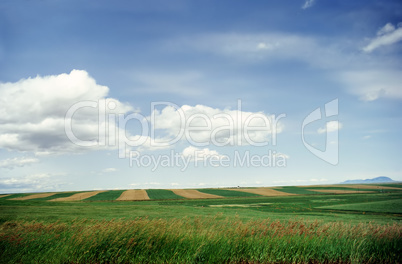 Fields in Montana