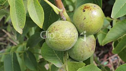 Walnut ripe nuts.A bunch of nuts,sway in the wind