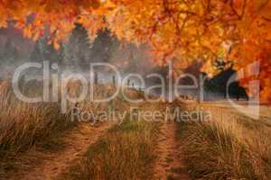 Composite image of autumn leaves