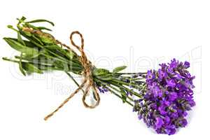 Bouquet of violet wild lavender flowers in dewdrops and tied wit