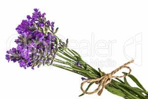 Bouquet of violet wild lavender flowers, tied with bow, isolated
