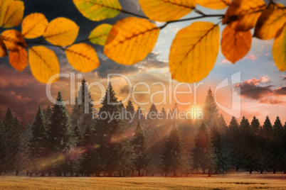 Composite image of autumn leaves