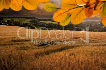 Composite image of autumn leaves