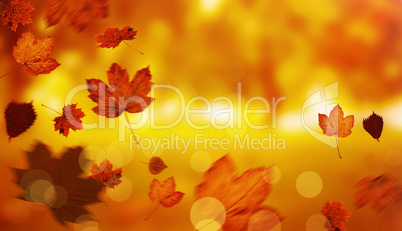 Composite image of autumn leaves