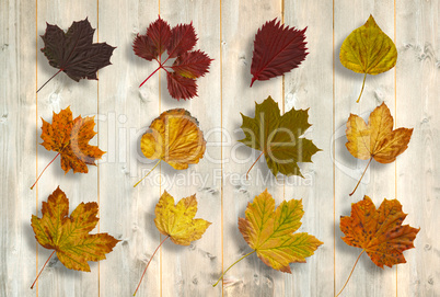 Composite image of autumn leaves