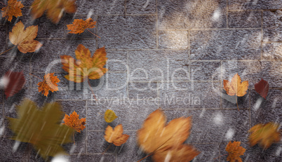 Composite image of autumn leaves Composite image of autumn leaves