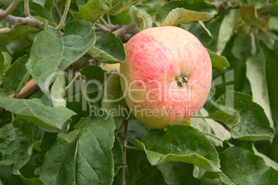 Ripening big red apple