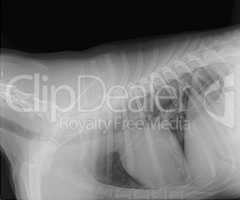 Röntgenbild eines Hundes