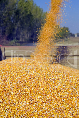 Dumping corn seeds