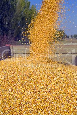 Dumping corn seeds