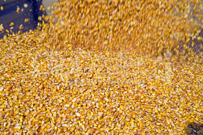 Dumping corn seeds