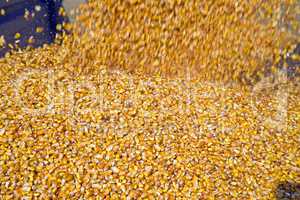Dumping corn seeds