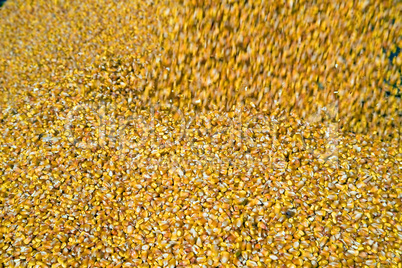 Dumping corn seeds