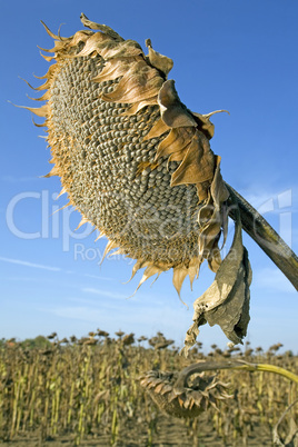 Ripe sunflower